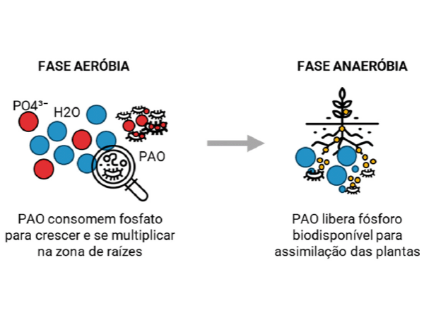 Remoção biológica reduz poluição por excesso de fósforo em rios, lagos e oceanos 